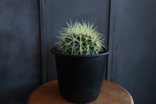 サボテン金鯱 – bois de gui