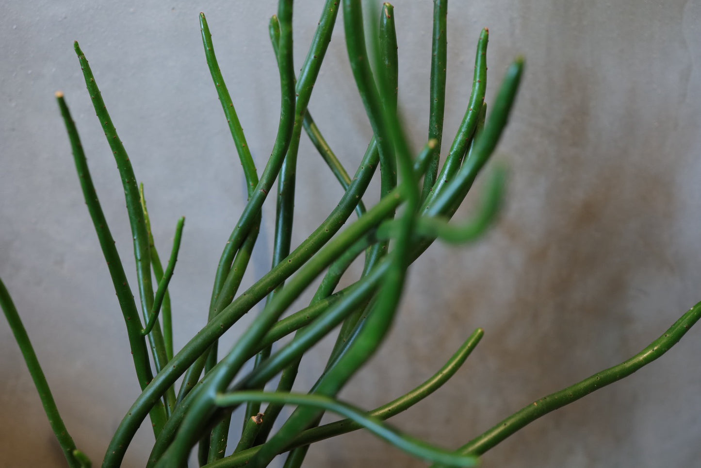 ユーフォルビア オンコクラータ