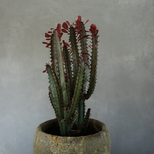 紅彩雲閣(べにさいうんかく)-