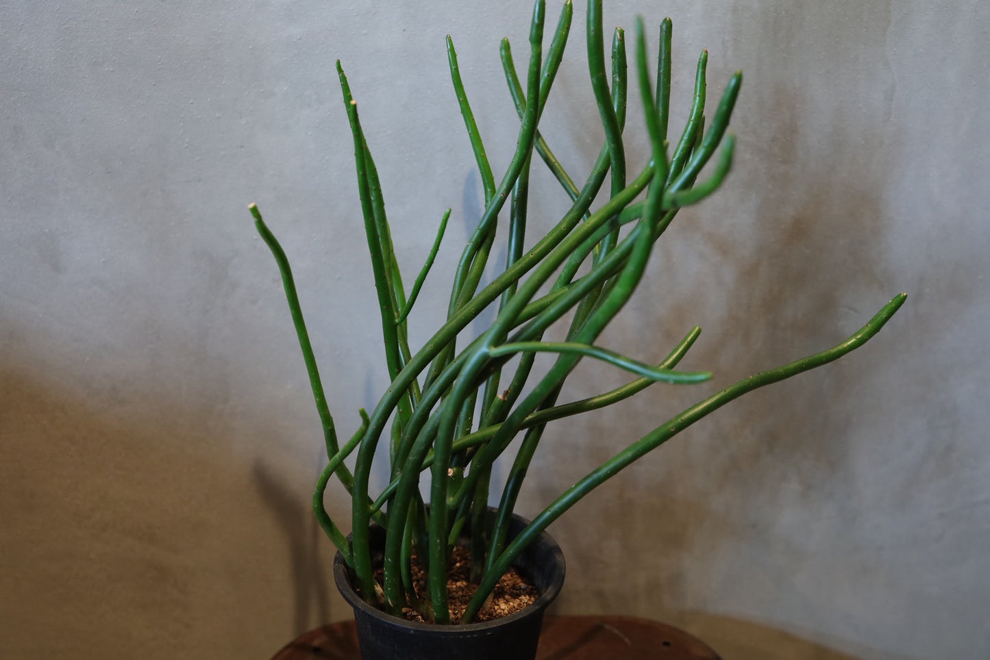 ユーフォルビア オンコクラータ