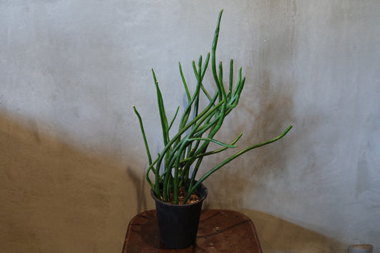 ユーフォルビア オンコクラータ