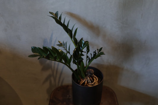 ザミオクルカス ダークミクロ