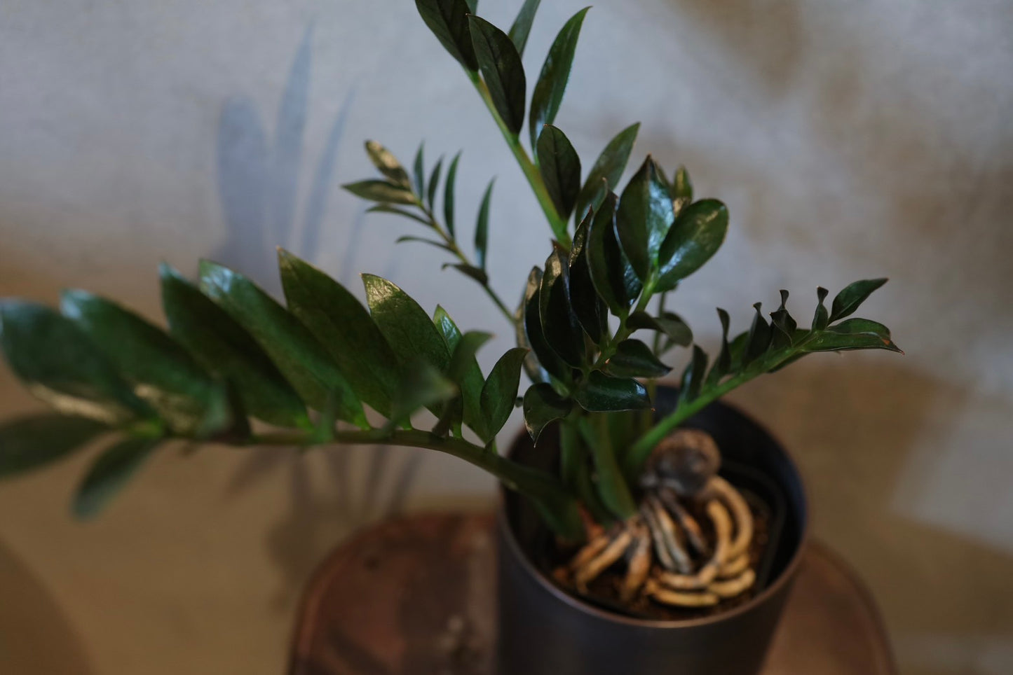 ザミオクルカス ダークミクロ