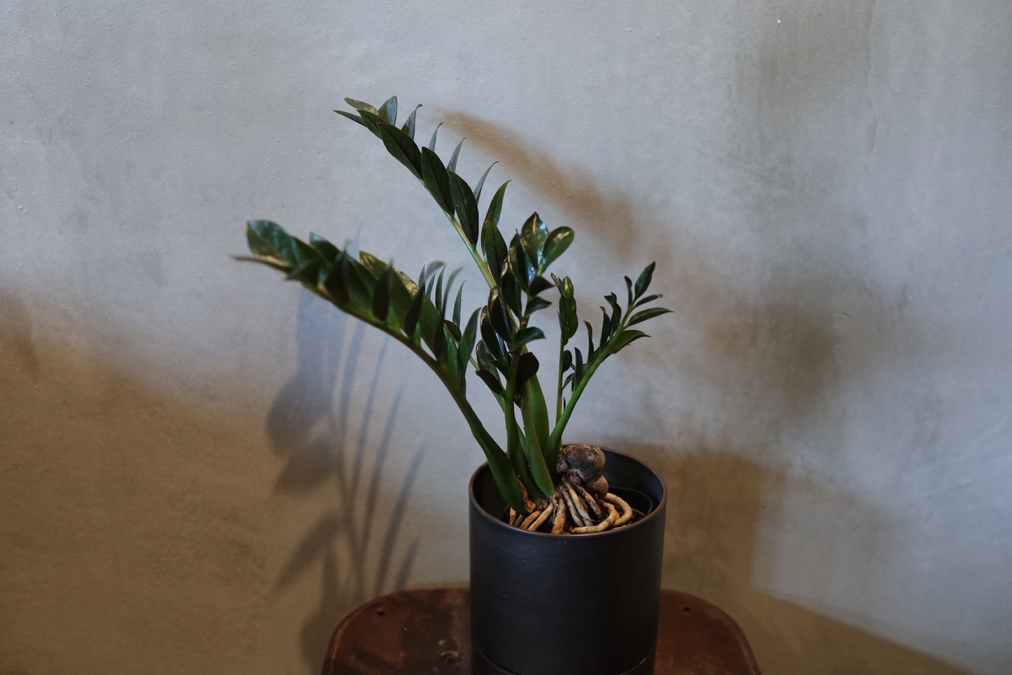 ザミオクルカス ダークミクロ