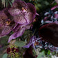 Bouquet/purple Ssize