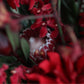 Bouquet/red LLsize