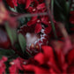 Bouquet/red Msize