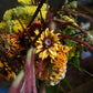 Bouquet/yellow&orange Ssize